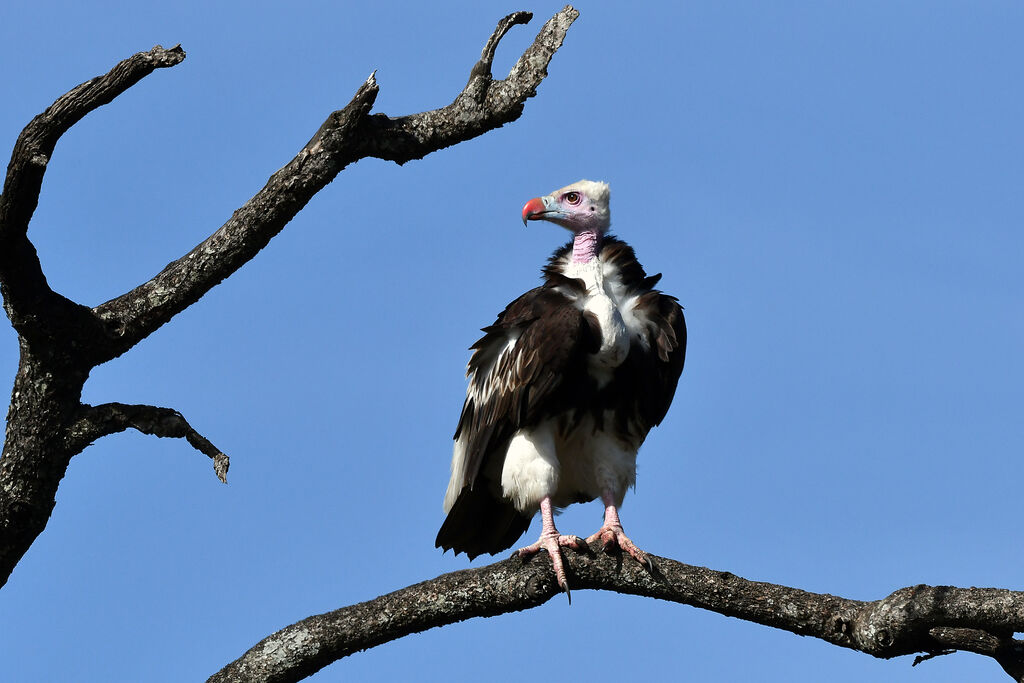 White-headed Vulture