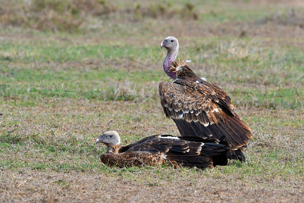 Rüppell's Vulture