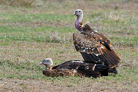 Rüppell's Vulture