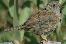 Dunnock