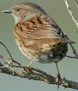 Dunnock