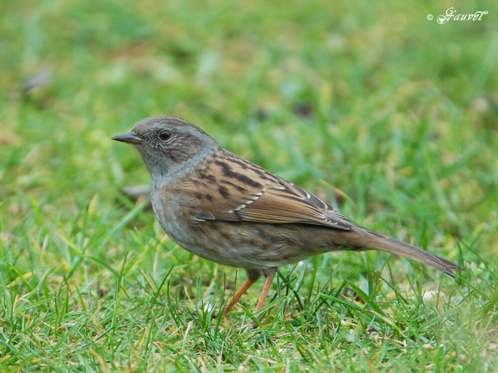 Dunnock