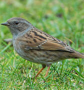 Dunnock