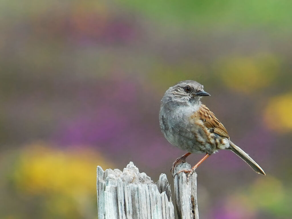 Dunnock, identification