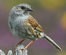 Dunnock