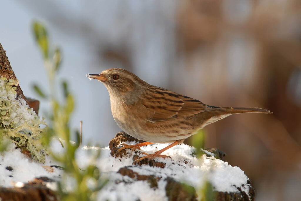 Dunnockadult post breeding, identification