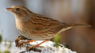 Dunnock