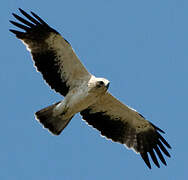 Booted Eagle