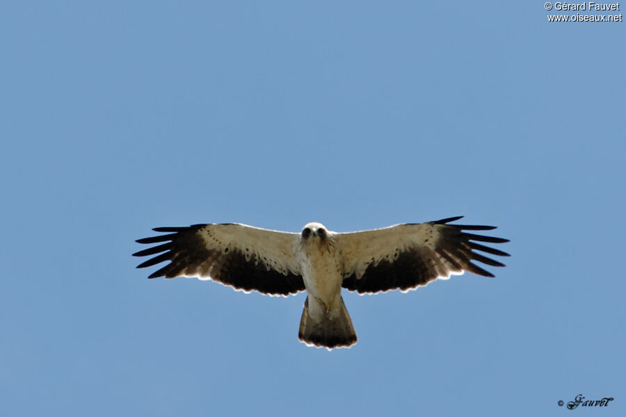 Aigle bottéadulte, Vol