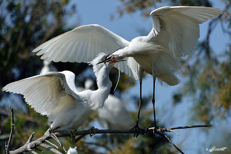 Little Egret, identification, Reproduction-nesting, Behaviour