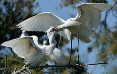 Aigrette garzette