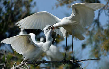 Aigrette garzette