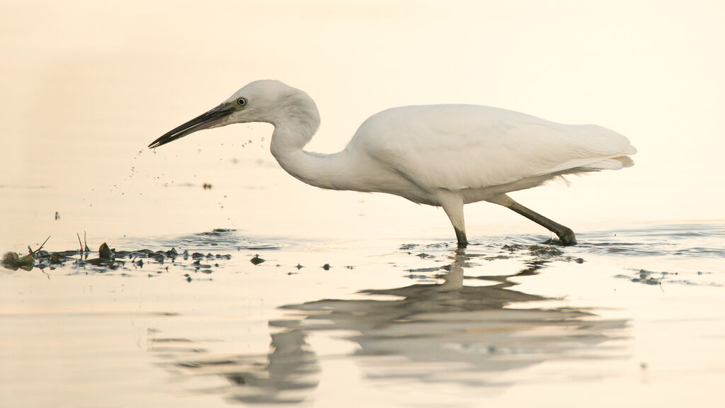 Aigrette garzetteadulte, Comportement