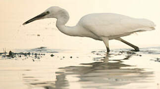 Little Egret