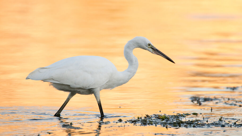 Little Egretadult, identification, Behaviour