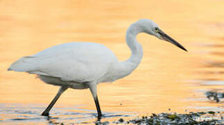 Little Egret