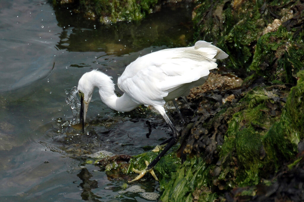 Little Egret