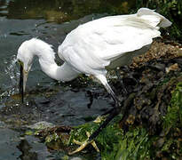 Aigrette garzette