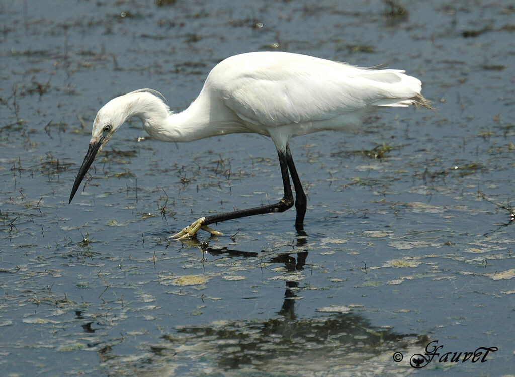 Aigrette garzetteadulte