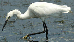 Aigrette garzette