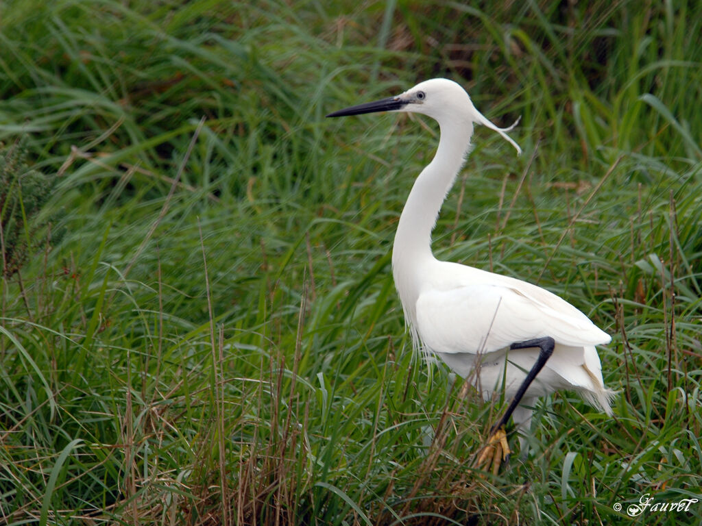 Aigrette garzetteadulte nuptial