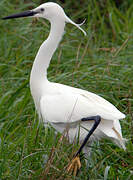 Aigrette garzette