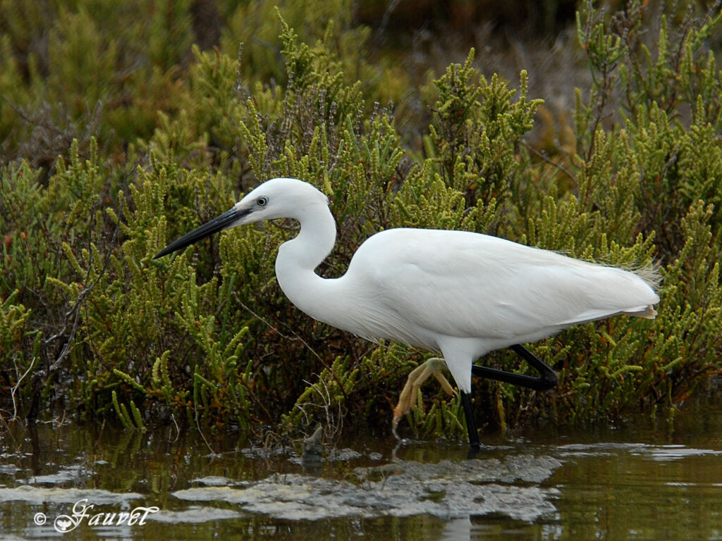 Aigrette garzette