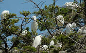 Aigrette garzette