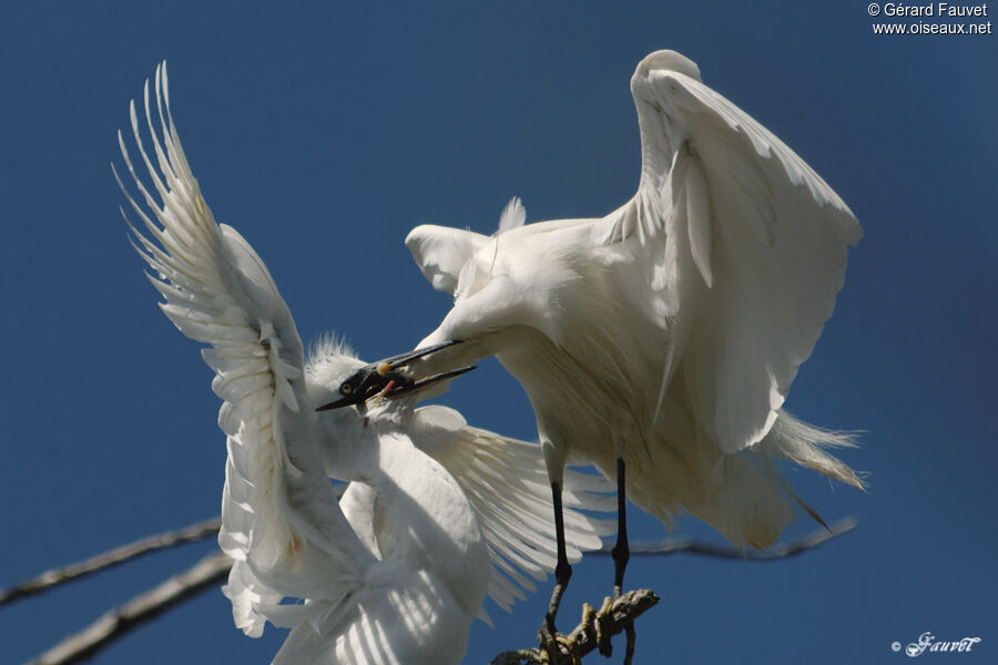 Little Egretjuvenile, identification, Reproduction-nesting, Behaviour