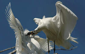 Aigrette garzette