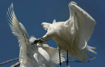 Aigrette garzette