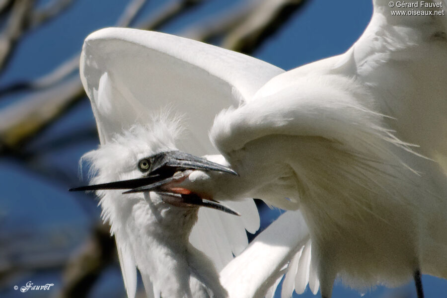 Aigrette garzette