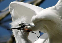 Aigrette garzette