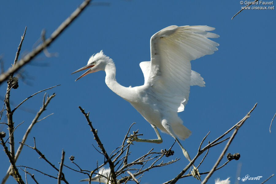 Little Egretjuvenile, identification, Reproduction-nesting, Behaviour