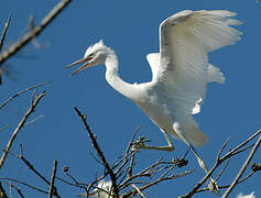 Aigrette garzette