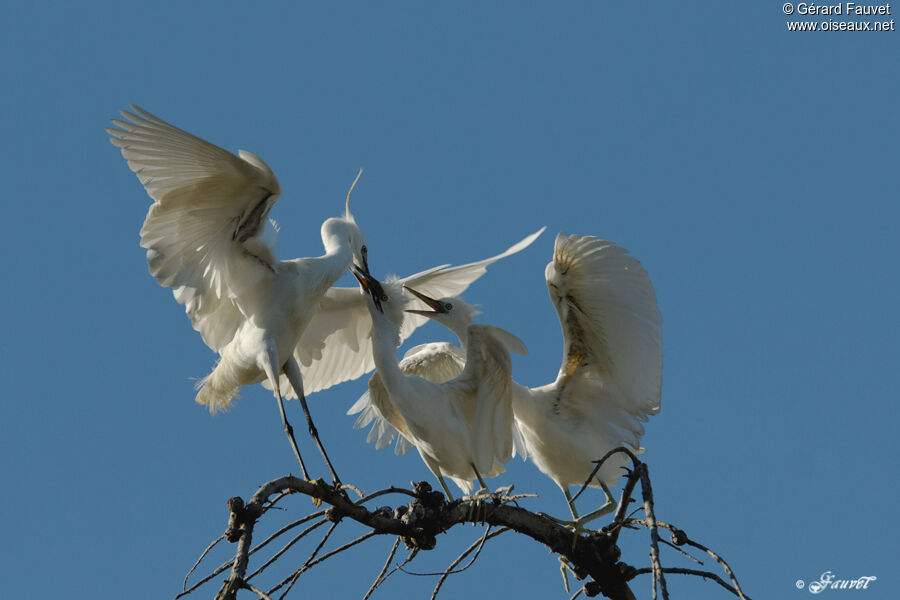 Aigrette garzetteadulte nuptial, identification, Nidification, Comportement