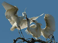 Aigrette garzette