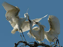 Little Egret