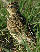 Eurasian Skylark