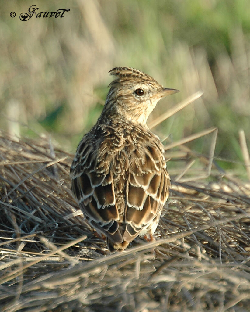 Eurasian Skylarkadult