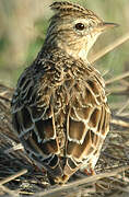 Eurasian Skylark