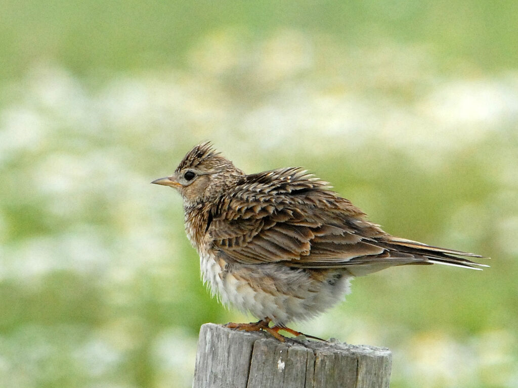 Alouette des champs, identification, Comportement