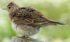 Eurasian Skylark