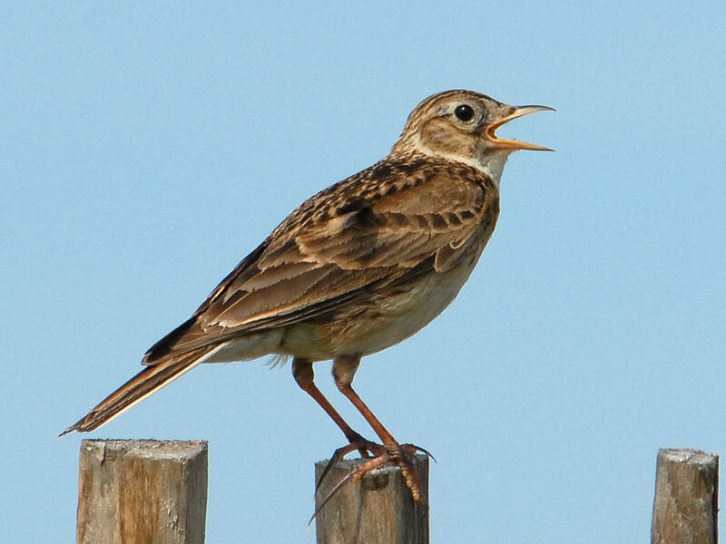 Eurasian Skylark, identification, song