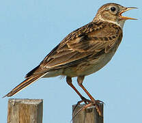 Eurasian Skylark