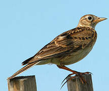 Eurasian Skylark