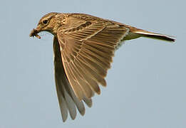 Eurasian Skylark