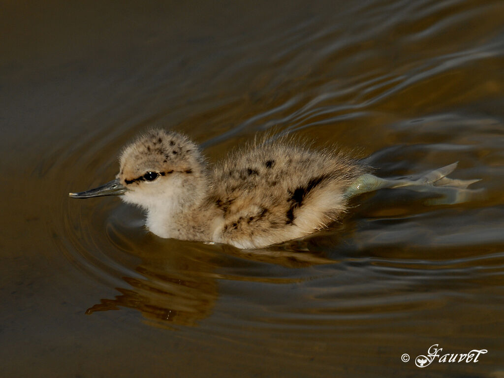 Avocette élégante