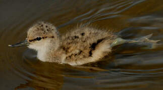 Avocette élégante