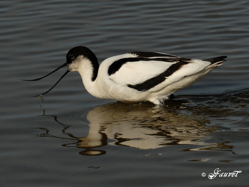 Avocette éléganteadulte nuptial